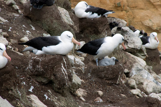 New Island Falkland Islands, Black-brow albatross on nests in rookery
