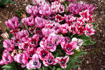 pink and white tulips