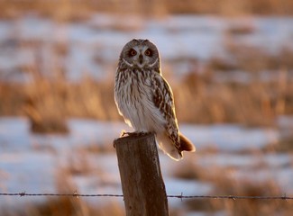 Short eared owl
