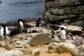 New Island Falkland Islands, Southern Rockhopper penguins on clifftop with ocean in background