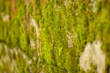 Green moss on the concrete wall