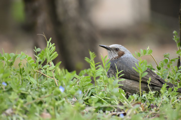 Cute bird, Bulbul in Japan (147)