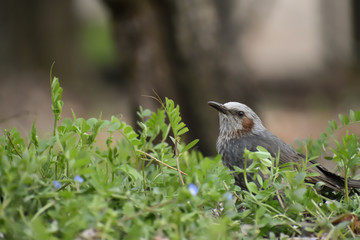 Cute bird, Bulbul in Japan (152)