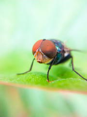 Head of fly