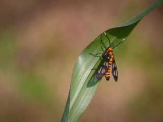 Tiger moth 