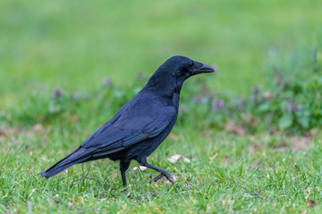 Fototapeta premium Carrion crow (Corvus corone)