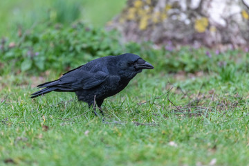 Carrion crow (Corvus corone)