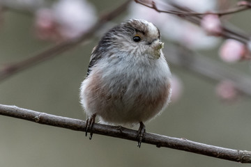 Long-tailed tit (Aegithalos caudatus)