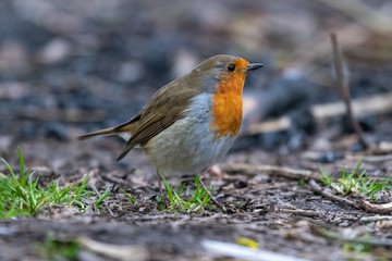 European robin (Erithacus rubecula)