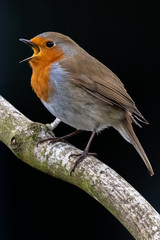 European robin (Erithacus rubecula)