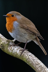 European robin (Erithacus rubecula)