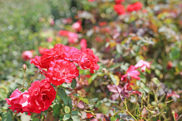 Beautiful red roses flower in the garden.