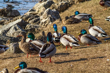 group of ducks