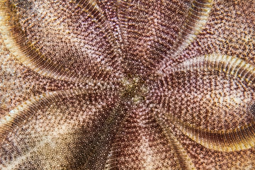 Sea Urchin a.k.a. Sand Dollar (Clypeaster subdepressus) on a reef in Bonaire