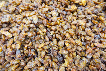 Yellow Raisins
