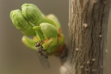 fly on a leaf