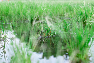 beautiful mirror of grass at stagnant water, Round Galingale, Cyperus rotundus