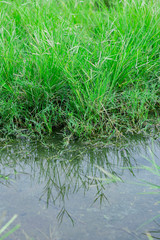Fototapeta premium beautiful mirror of grass at stagnant water, Round Galingale, Cyperus rotundus