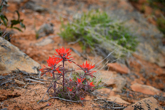 Blooming desert paintbrush flower