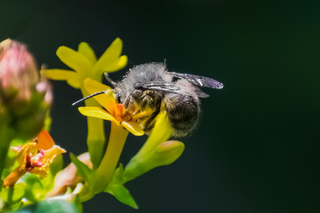 Close-up of a bee sucking nectar from yellow flower.