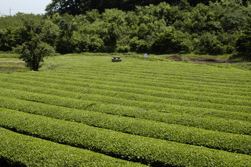 茶畑