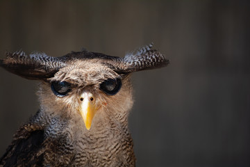 The barred eagle-owl, also called the Malay eagle-owl, is a species of owl in the family Strigidae. It is a member of the large genus Bubo which is distributed on most of the world's continents