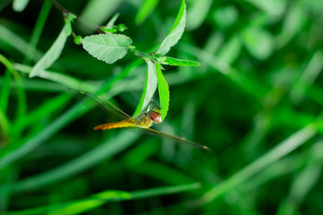 beautiful orange dragonfly perched on the branch