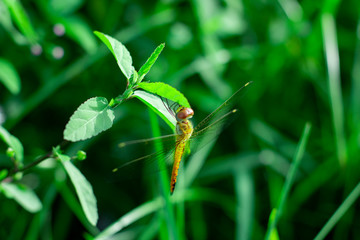 Fototapeta premium beautiful orange dragonfly perched on the branch