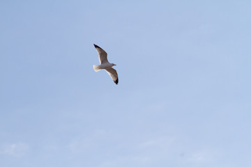seagull flying in the blue sky