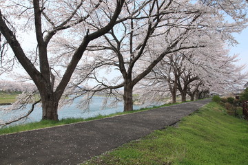宮城-白石川堤千本桜