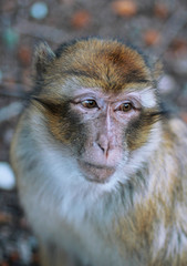 A monkey over a tree in the forest