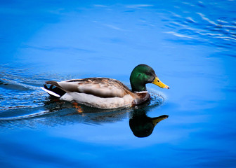 Duck in blue water