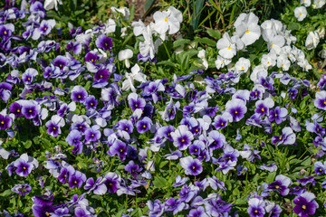 Obraz premium purple flowers in the garden