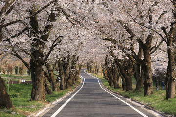 群馬-赤城南面千本桜