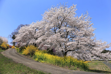 Fototapeta premium 群馬-中後閑の桜並木