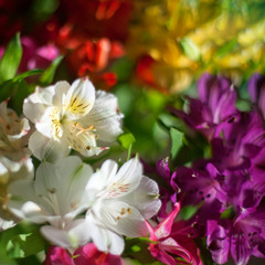 White lily flowers on multicolored blurred background close up, soft focus lilies flower arrangement, beautiful holiday artistic floral image, copy space