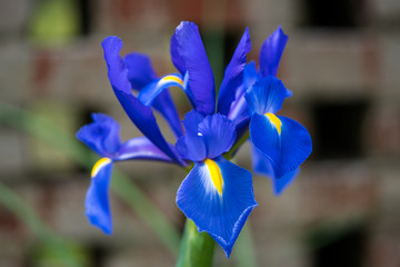 blue and purple flower with yellow center iris
