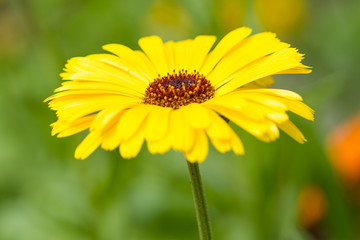 yellow flower with green background