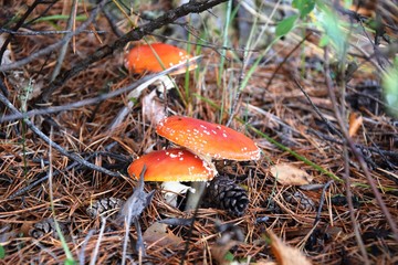 poisonous mushrooms fly agaric