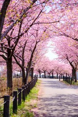 河津桜並木