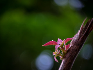 Young leaf