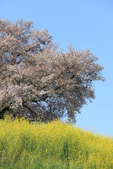 埼玉-さきたま古墳