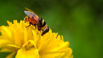 Bee feeding in flowers