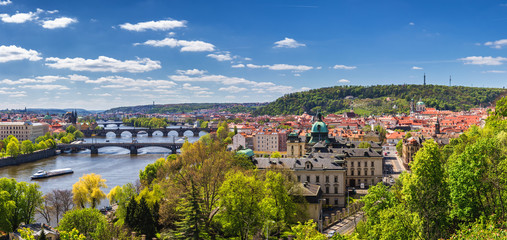The blooming bush of lilac against Vltava river and Charles bridge, Prague