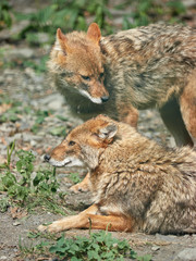 Naklejka na ściany i meble Two jackals resting on rocky ground on a summer day. Golden jackal Canis aureus