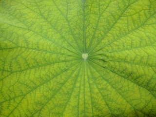 Close up of yellow green leaves of a lotus plant with dark green venation (Nelumbo nucifera)