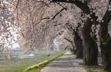 山形-白水川堤防桜並木