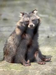 Raccoon sits tiredly on the ground and looks ahead. Procyon lotor