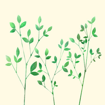 Catathea tree
