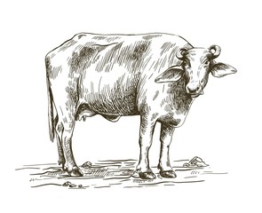 drawing of a buffalo standing on the ground